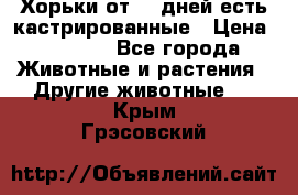   Хорьки от 35 дней есть кастрированные › Цена ­ 2 000 - Все города Животные и растения » Другие животные   . Крым,Грэсовский